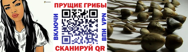 Псилоцибиновые грибы Psilocybe Бородино